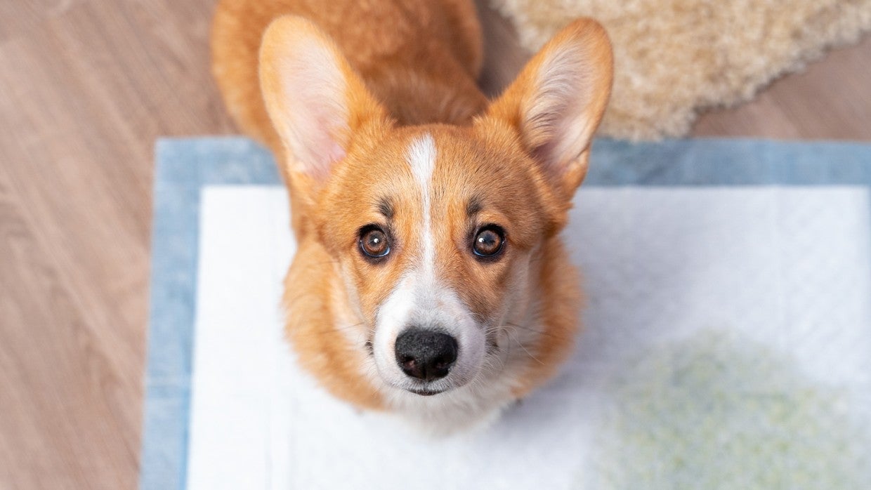 How to train your dog or puppy | The Humane Society of the United States