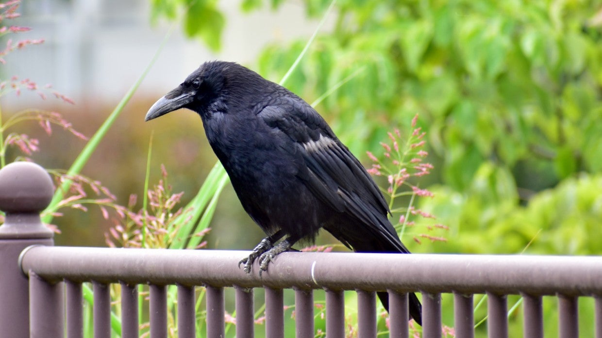 How to Keep Black Birds Away from House 
