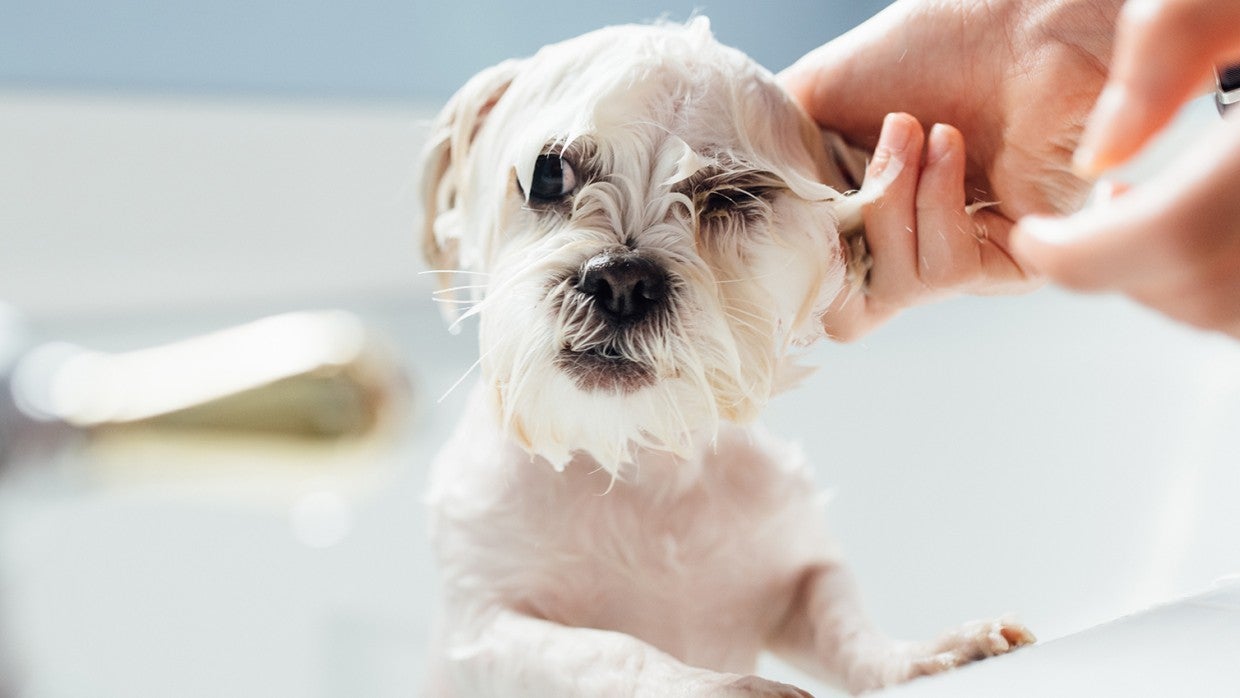 How to get skunk smell off your dog | The Humane Society of the United States