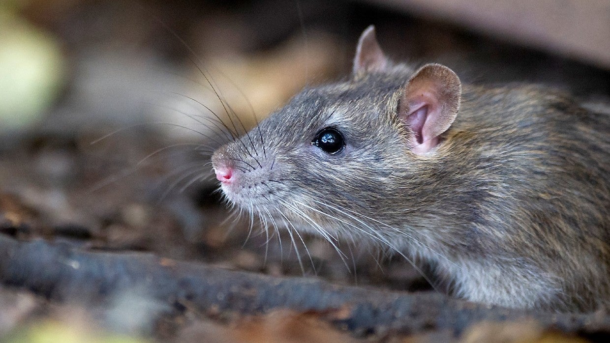 How to Get Rid of Mice in Your House and Garage
