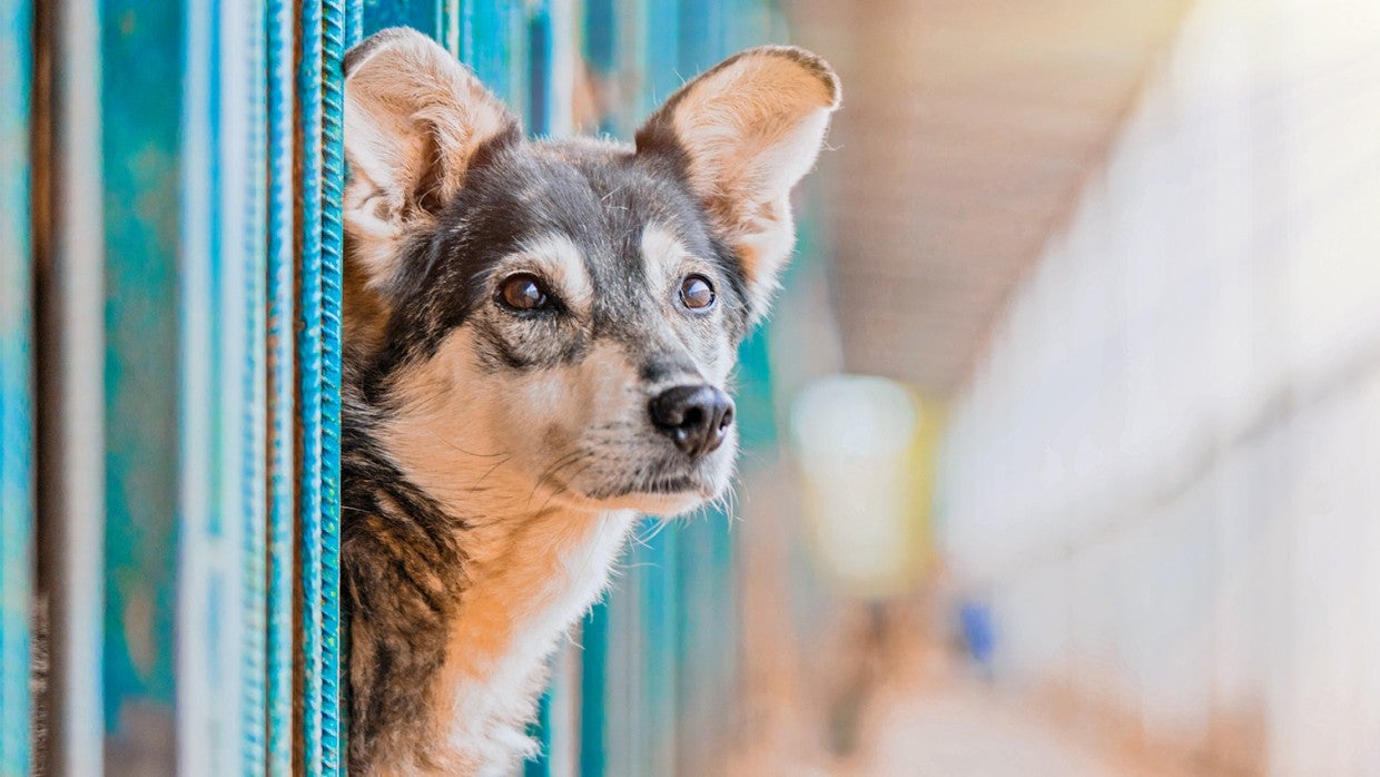 Things You Can Donate To Animal Shelters That You Probably Already Have  DogTime 