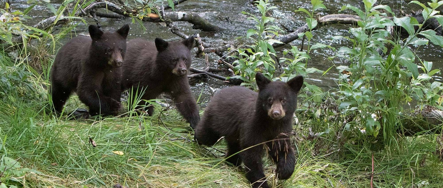 American black bear cubs, Jos Bakker