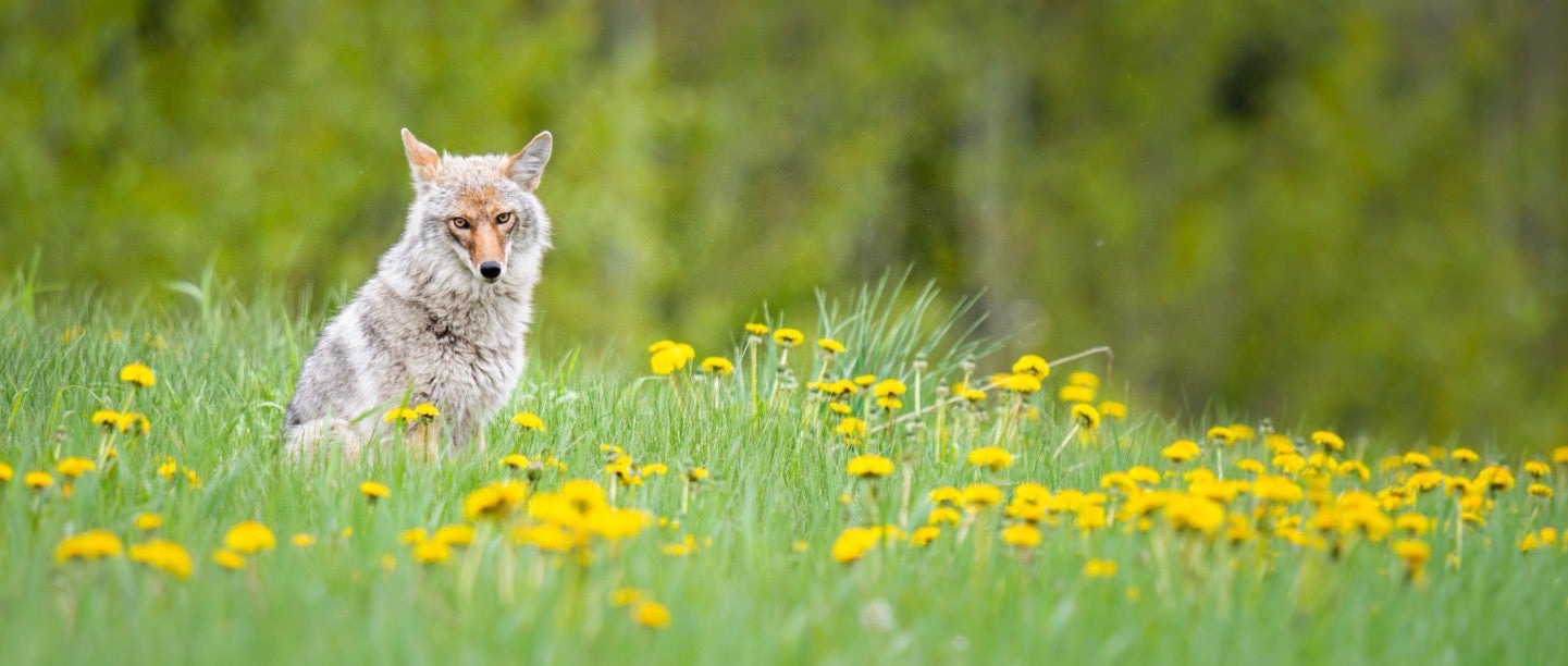 All the reasons we’re fighting to protect coyotes, America’s ‘song dog’