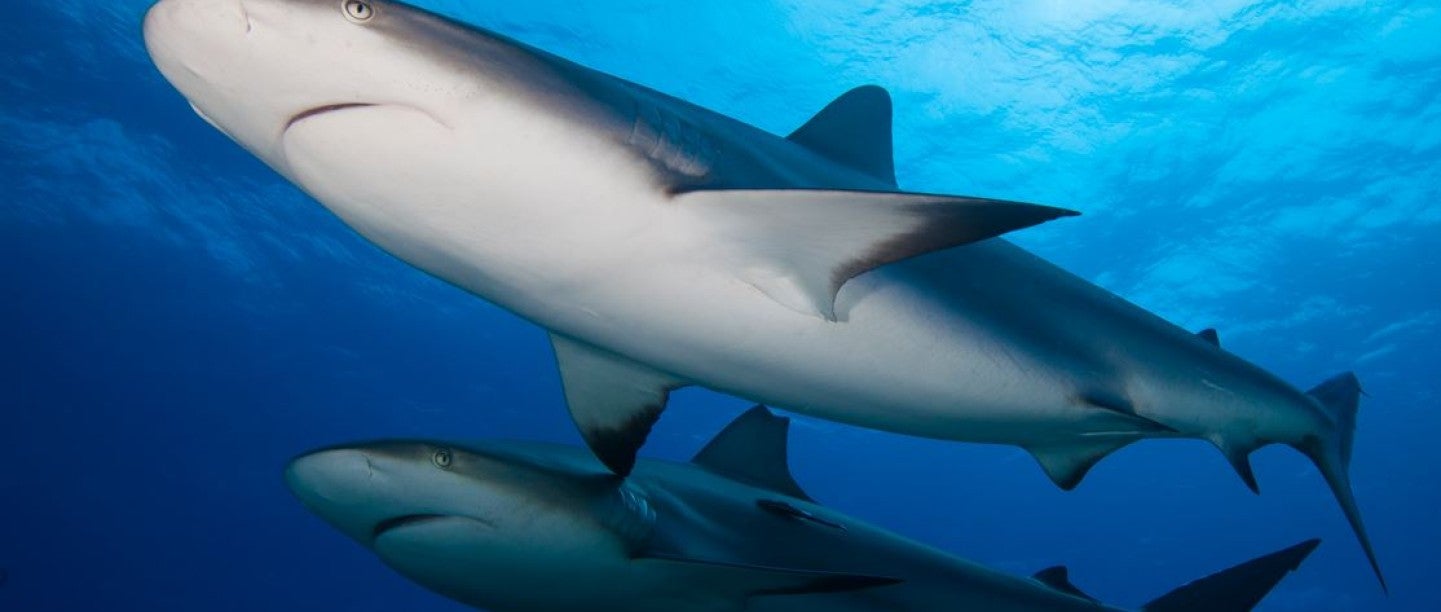 Major wins for sharks and other wild animals in key legislative package
