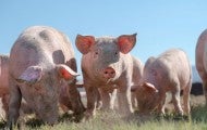 pigs in field - the ideal for farm animal protection