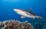 Shark in coral reef