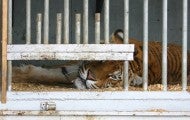 Captive animals such as this tiger locked in cage suffer in zoos and circuses