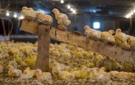 Broiler chicken welfare on factory farms