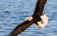 Eagle in flight over a body of water