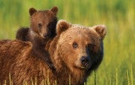 Brown bear with cub on her back in a field of green grass