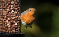 Robin sitting on a bird feeder filled with peanuts