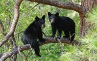 Young black bears in tree