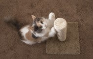 Cat clawing a scratching post