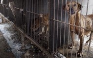 Dog in a cage at a South Korea dog meat farm
