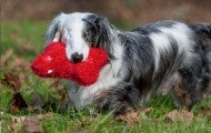 Corey, a blind dog, carries a red toy in his backyard