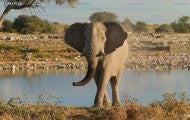 Elephant in Namibia, Africa