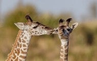 giraffes masai mara