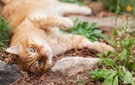 Orange cat lounging in a garden
