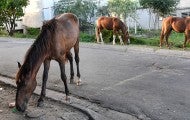 Horses eating in the street