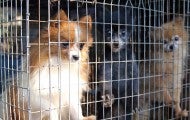 Dogs in wire cages at a suspected puppy mill.
