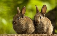 wild rabbits