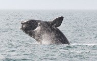 North Atlantic Right Whale breaching the water's surface