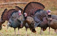 Wild turkeys in field