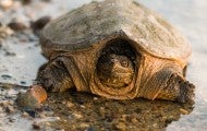Snapping turtle on gravel at waters edge