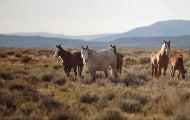 Band of wild horses
