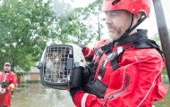 HSUS Animal Rescue Team rescuing a cat following Hurricane Harvey