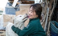 HSI rescuer kissing a dog rescued at a dog meat farm in South Korea