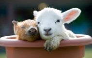 Piglet and lamb resting together