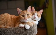 Orange cats cuddling together