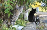 Four neighborhood cats at feeding time