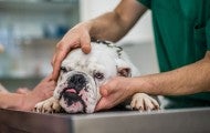 Sick bulldog being examined at a vet