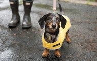 Small dog wearing a rain jacket