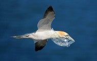 Bird flying with plastic bag in it's mouth