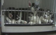 Overcrowding at the Petland Frisco store - four Husky puppies in one cage.