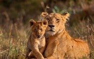 Lioness with cub in a grassy field