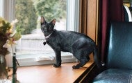 Portrait of Tiny Tina the cat standing near a window in her new home