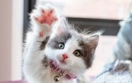 Cute kitten raising her paw