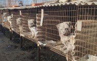 rows of cages holding many arctic fox at a fur farm in China