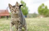 A cute cat walking outdoors