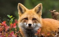 Red fox peaking through fall foliage