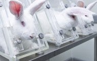 Rabbits contained in confining stock holds for use in research