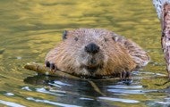 A beaver is eating the twig of a fallen willow tree in a river