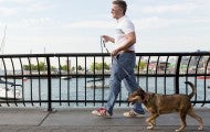 Man walking dog on bridge