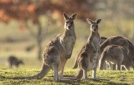 kangaroos grazing in a field
