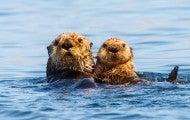Sea otter mother and pup