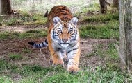 Elsa the tiger in her new home
